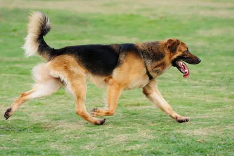 Dog running Stock Photos