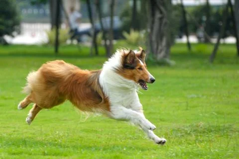 Dog running Stock Photos