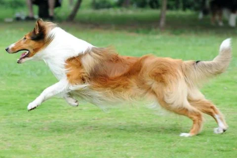 Dog running Stock Photos