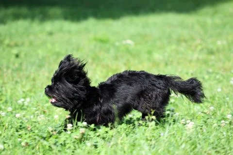 Dog running 스톡 사진