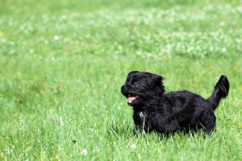 Dog running Stock-Fotos