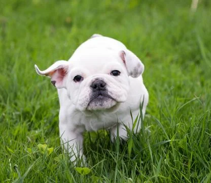 Dog running Stock Photos