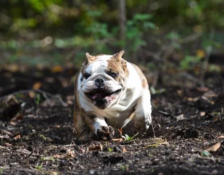Dog running Stock Photos