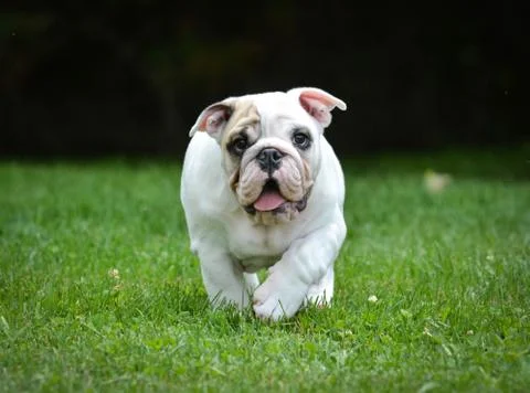 Dog running Stock Photos