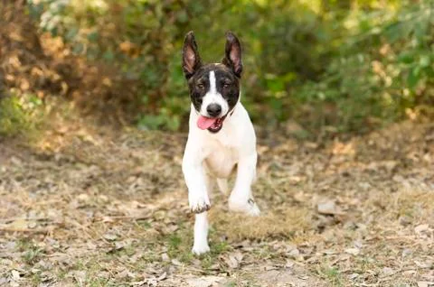 Dog Running Stock Photos