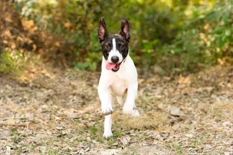 Dog Running Stock Photos