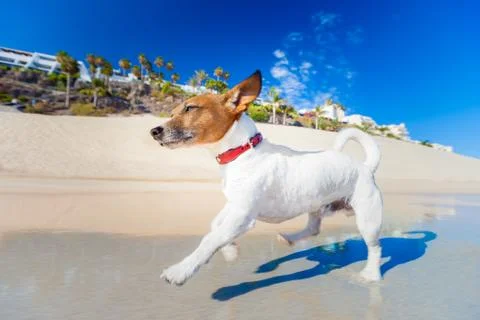 Dog running Stock Photos
