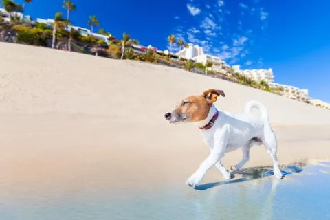 Dog running Stock-Fotos
