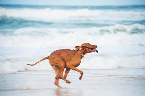 Dog Running Stock Photos