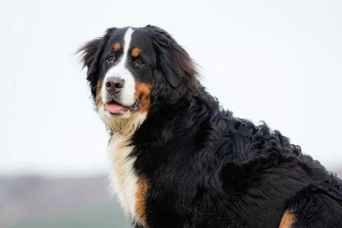 Dog running Stock Photos