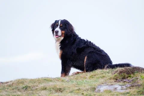 Dog running Stock Photos