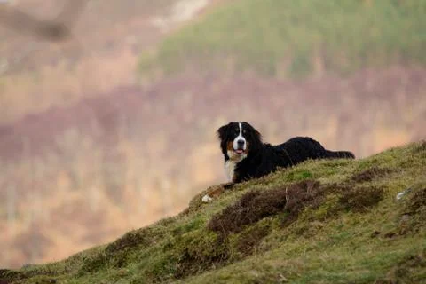 Dog running Stock Photos