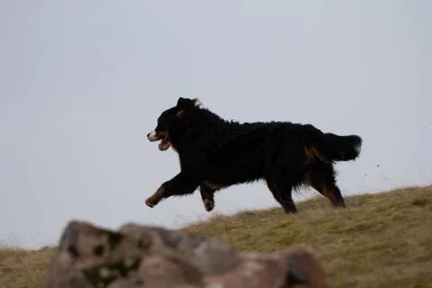 Dog running Stock Photos