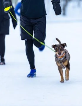 Dog Running Stock Photos