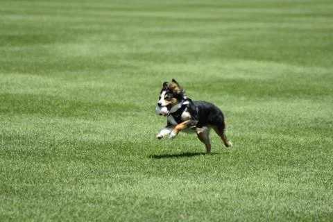 Dog Running Stock Photos