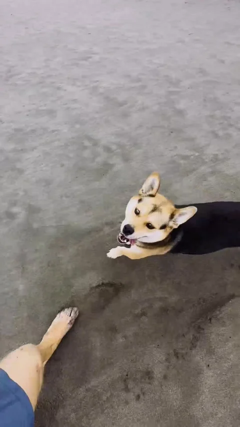 Dog Running Playfully Toward Camera on Beach. 库存影片 328350762