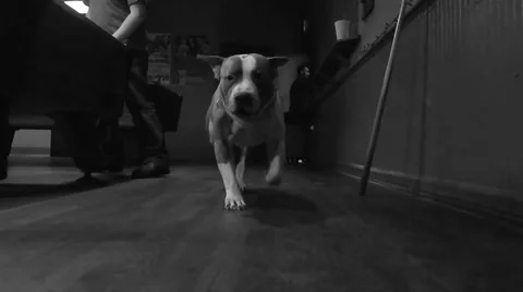 Dog running in pool hall Vídeos de archivo 45355560