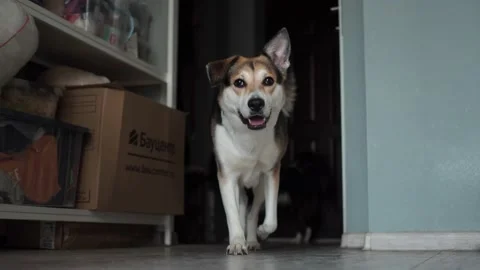 A dog running in the room Stock Footage 157774906