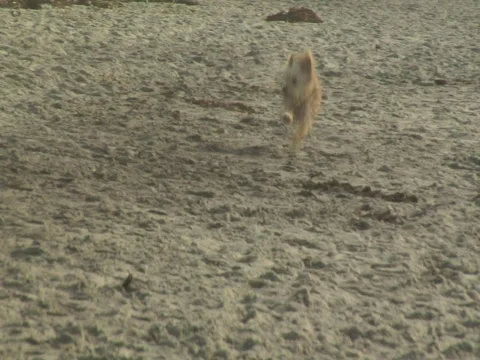 Dog running on sand Video stock 707860