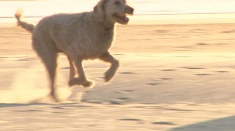 Dog Running on Sandy Beach Vídeo Stock 40744627