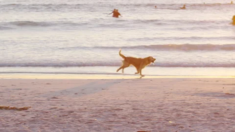 Dog running on sandy beach in slow motion having fun at sunset. Stock Footage 151651587