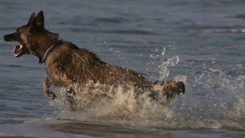 Dog running in the sea Stock Footage 71015462