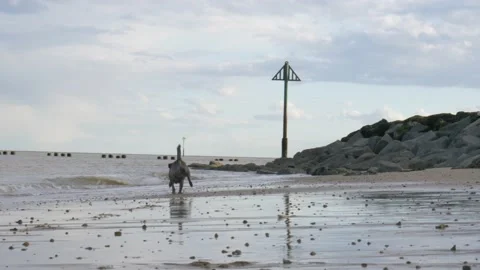 Dog Running to the Sea Stock-Footage 132066185