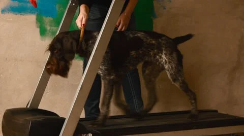 Dog on the running simulator Stock Footage 55890060