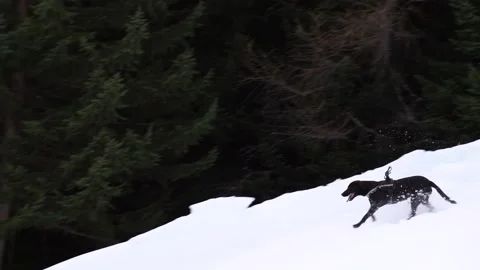 A dog running in a skislope in slow motion Stock Footage
