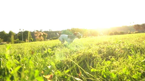 Dog running slow motion ball sunset Vídeo Stock 64604200