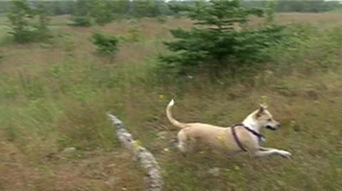 Dog running in slow motion Video stock 502572