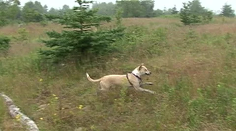 Dog running in slow motion Video stock 502590