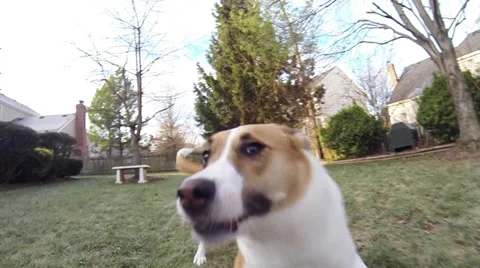Dog Running in Slow Motion Stock Footage 33031851