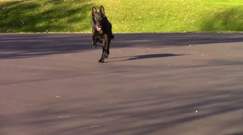 Dog Running Slow Motion Stock Footage 42770837