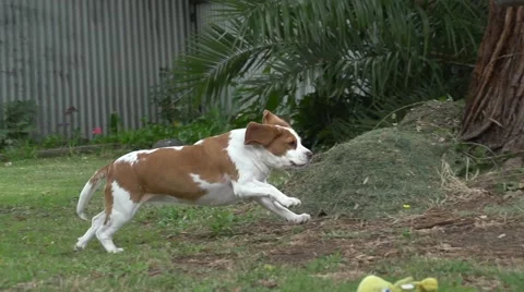 Dog Running Slow Motion Stock Footage 49625518