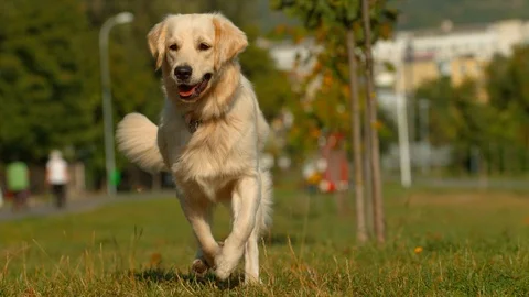 Dog running in slow motion Stock Footage