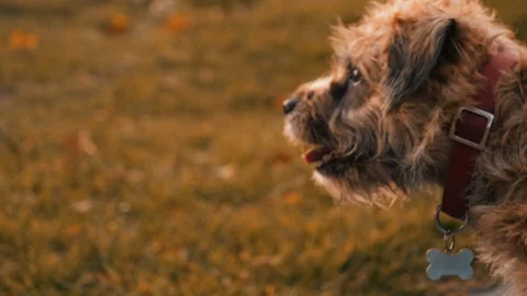 Dog Running Slow Motion Video stock 99267105