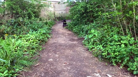 Dog running in slow motion Stock Footage 129848766