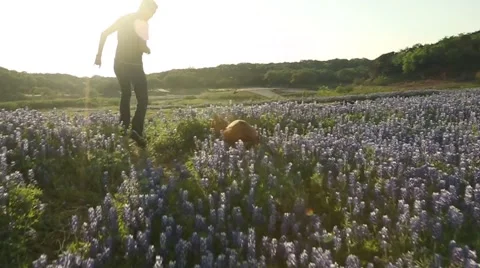 Dog Running in Slow Motion through a Field of Flowers at Sunset Stock Footage
