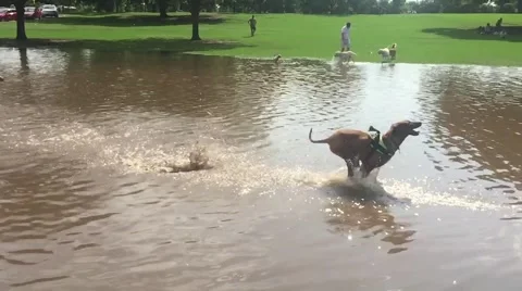 Dog running in slow motion through water to join other dogs at Zilker Park  Stock Footage 50137100
