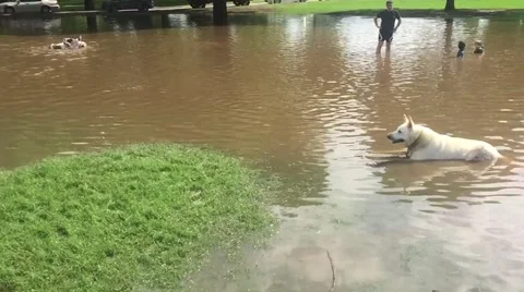 Dog running in slow motion through water to join other dogs at Zilker Park Stock Footage 50227718