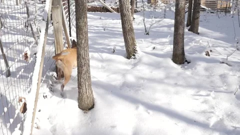 Dog running in snow #3 Stock Footage