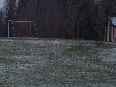 Dog running snow falling slow motion Stock Footage 72965048