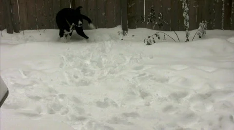 Dog running in the snow Stock Footage 300811