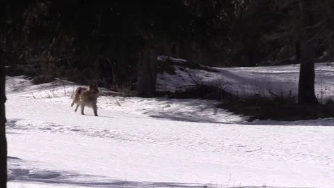 Dog running in the snow Stock Footage 77462175