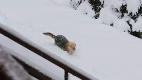 Dog Running In Snow Stock Footage 85098897