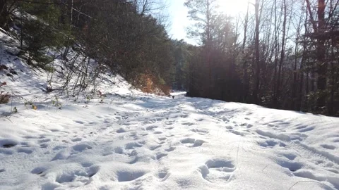 Dog running in the snow Stock Footage 149075568