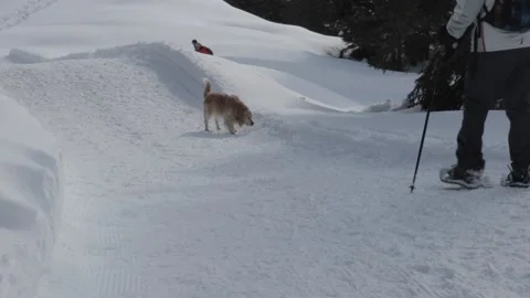 Dog running into the Snow Video stock 150973327