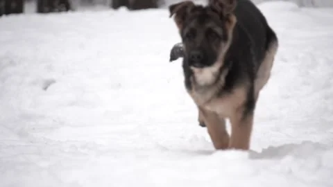 Dog running in the snow Stock Footage 166603010