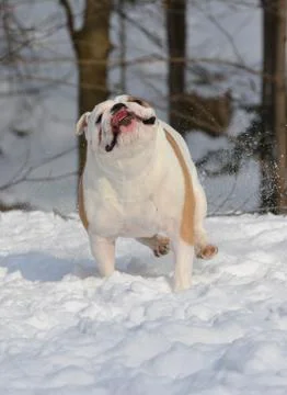 Dog running in the snow Stock Photos